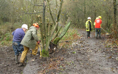 Preparing to use a Turfor winch to pull out a stump