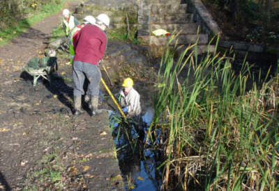 clearing reeds