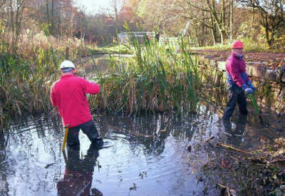 clearing reeds