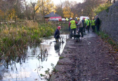 clearing reeds